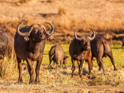 Herd of wild African cape buffalo