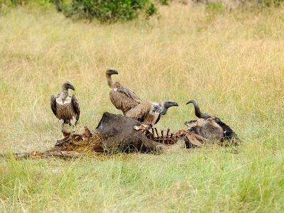 Vulture feeding on a kill. Masai Mara National Park, Kenya