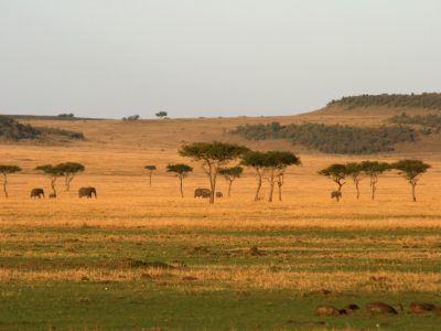 Norhtern Serengeti 2