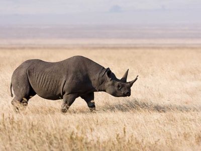 Ngorongoro_rhino