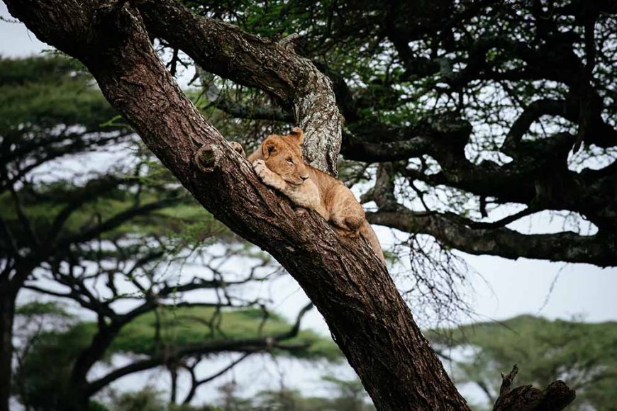 Lux Safari to Tarangire & Ngorongoro Crater, Serena Safari, tree-climbing lion, Mid-range Safari to Tarangire & Ngorongoro, Luxury Safari to Ngorongoro, Mid-range Safari to Ngorongoro