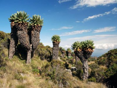 3377350 - trees on the mount kilimanjaro in tanzania