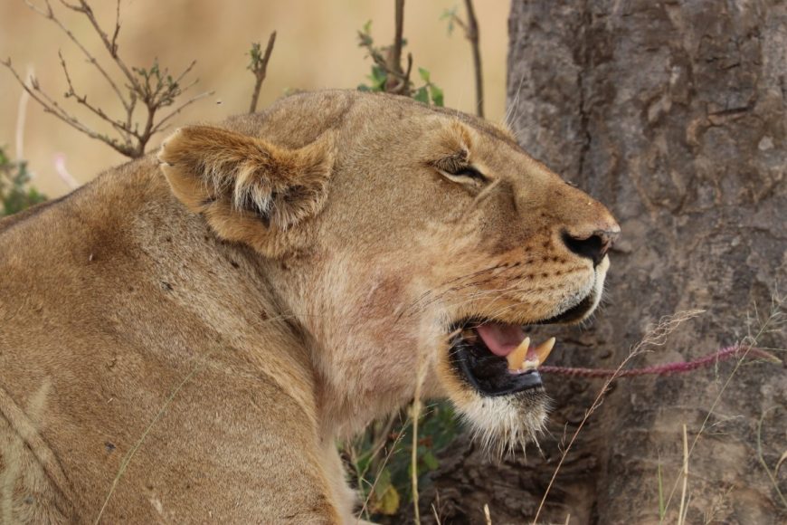 Fly Safari, Lioness, Private Safari to Serengeti, Luxury Safari to Masai Mara