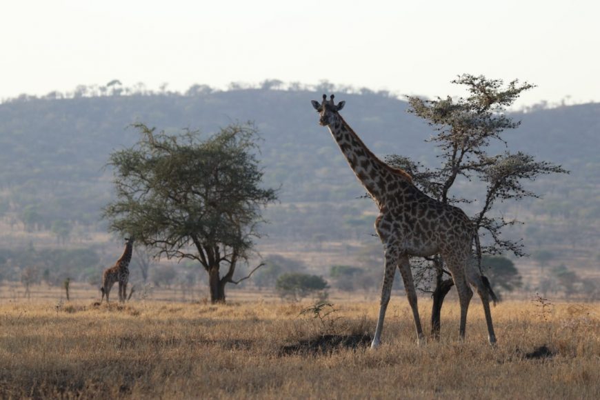 Private Safari to Serengeti, Kenya National Parks Safari