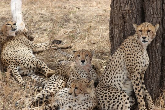 tanzania roadside safaris (23) (Medium)
