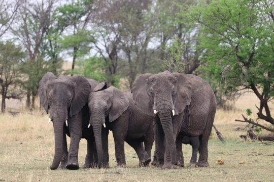 tanzania roadside safaris (36) (Medium)