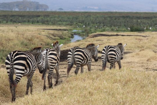 tanzania roadside safaris (41) (Medium)