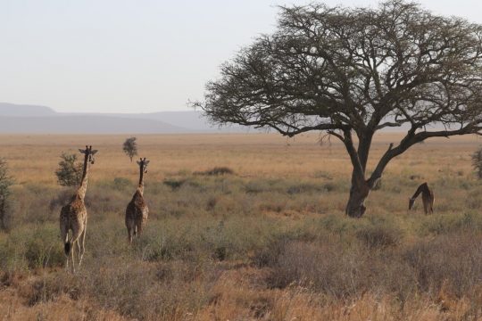 tanzania roadside safaris (7) (Medium)