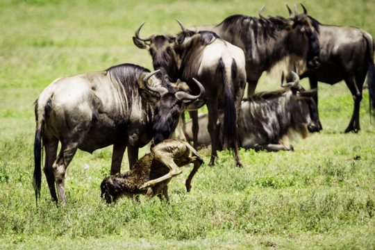 wildebeest calving