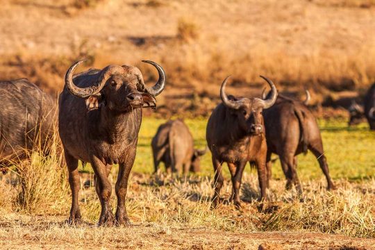 Herd of wild African cape buffalo