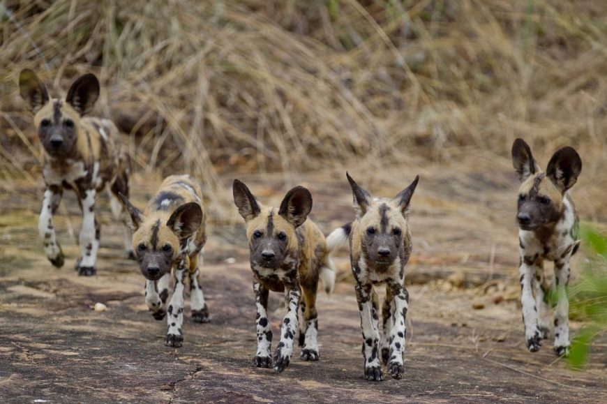 6 Days Wild Dog Safari to Nyerere (Selous), Mikumi & Ruaha National Parks