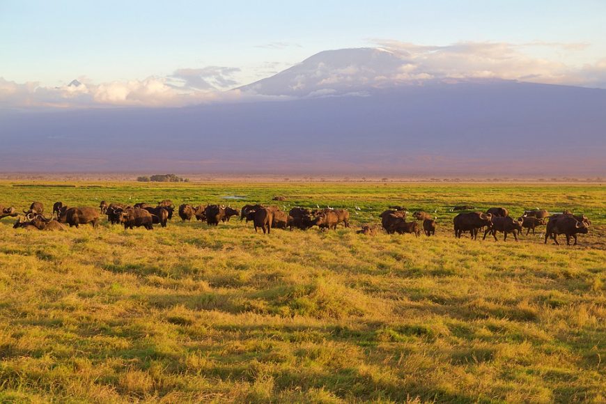 Safari to Amboseli, Budget Kenya Safari, Luxury Kenya Safari