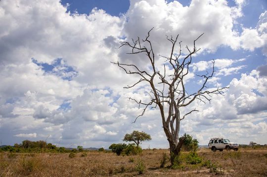 The Mikumi National Park under the sunshine in Tanzania.