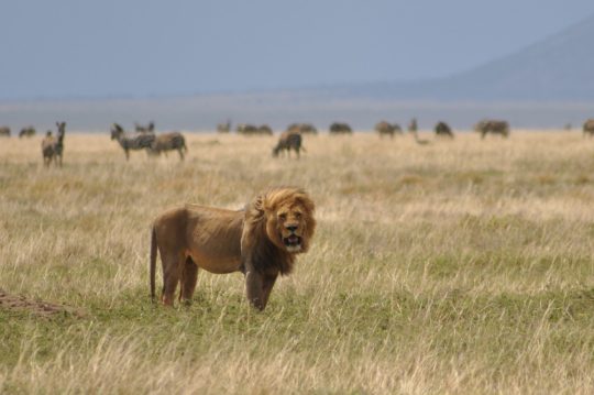 6 Days Big Five Safari to Tarangire, Serengeti & Ngorongoro Crater, 4 Days Mid-Range Safari