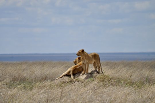 tanzania roadside safari (52)