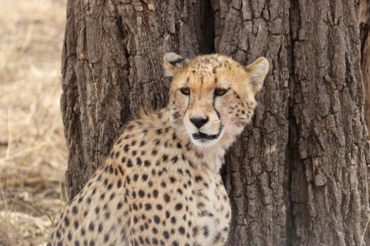 tanzania roadside safaris (22) (Medium)