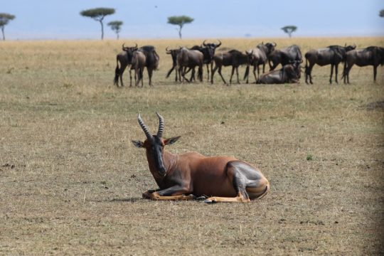tanzania roadside safaris (30) (Medium)