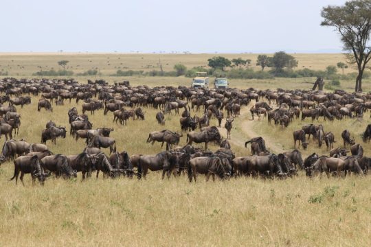 tanzania roadside safaris (33) (Medium)