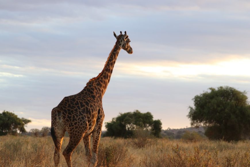 3 Days Luxury Safari to Famous Masai Mara, 4 Days Luxury Safari to Tarangire, Serengeti & Ngorongoro Crater, 4 Days Mid-Range Safari
