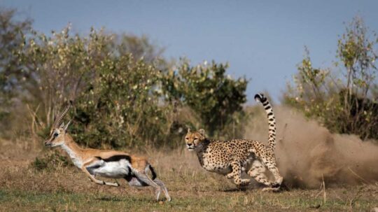 Ruaha-National-Park 1