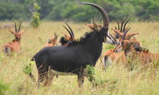 Ruaha-National-Park 2