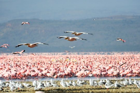 lake nakuru 1