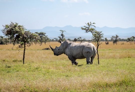 ol pejeta rhinos1